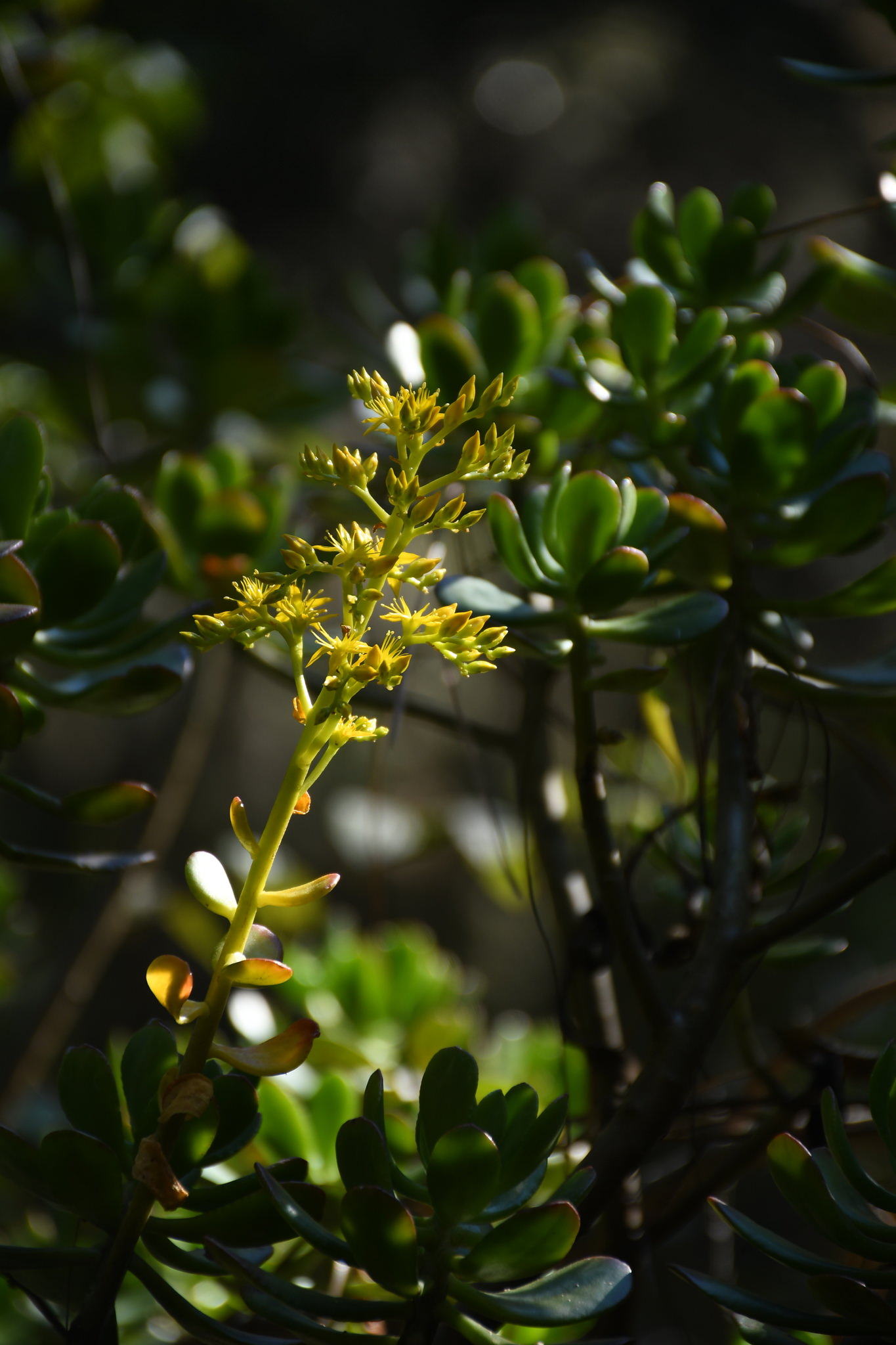 Sedum dendroideum 
